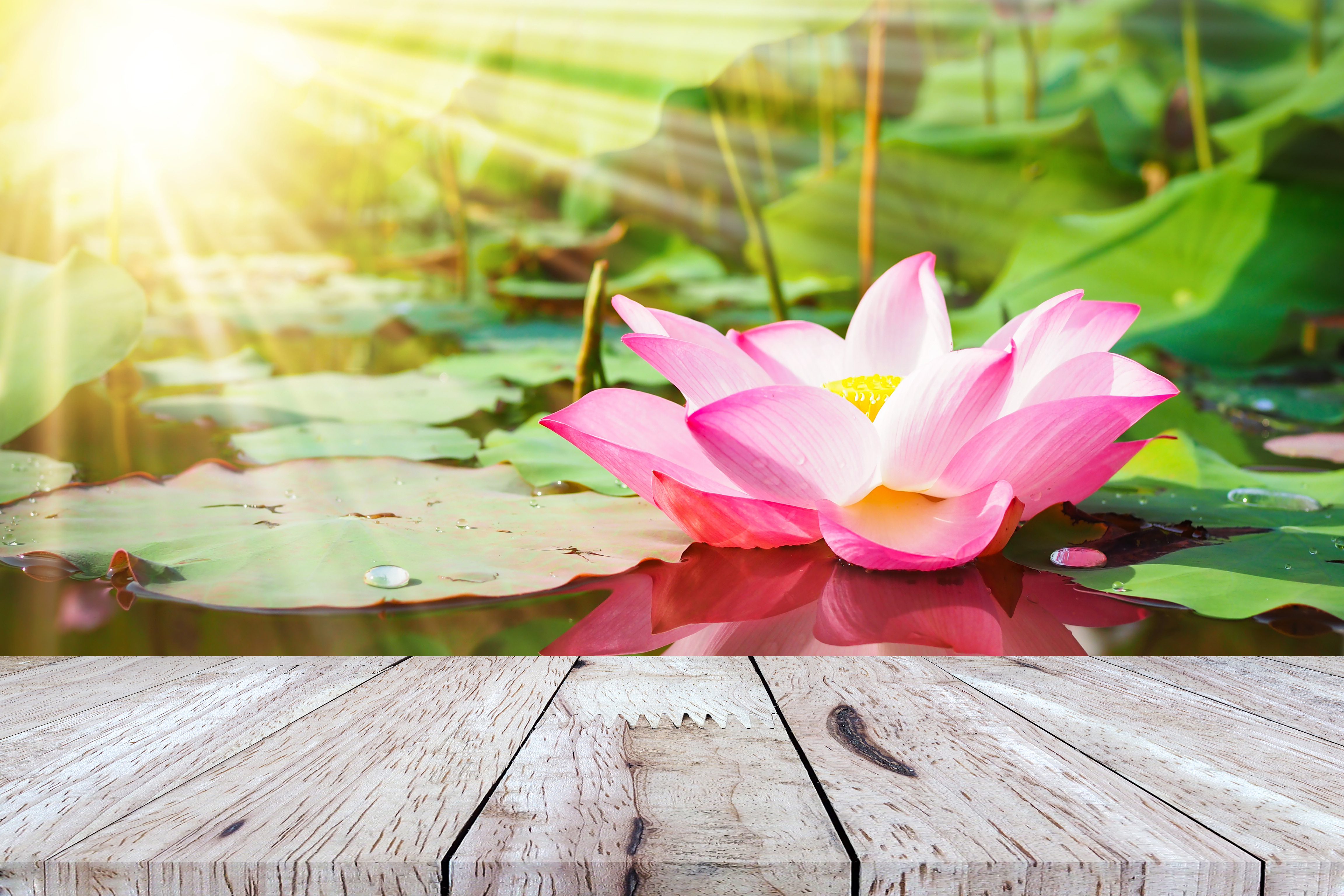 lotus